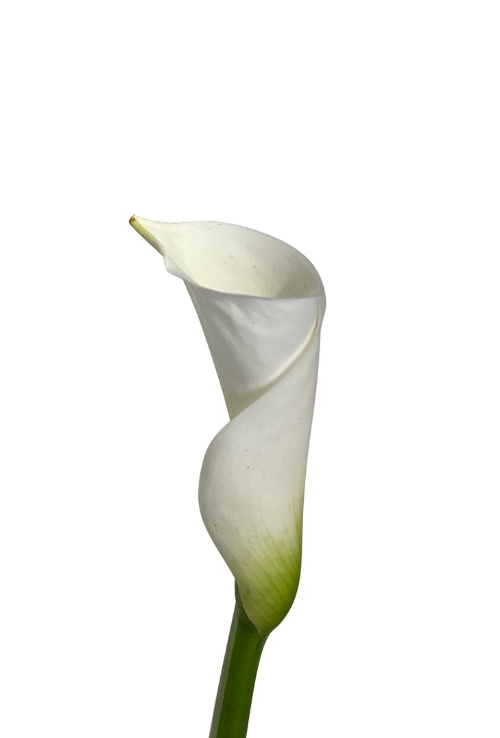 Cala Lily