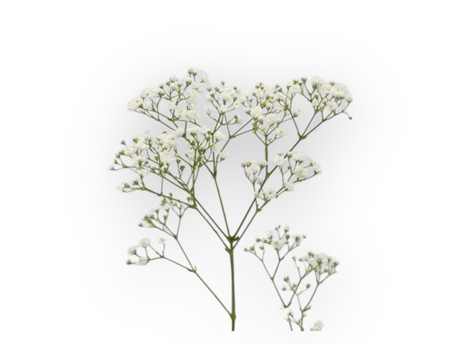 Gypsophilla