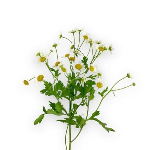 Camomile