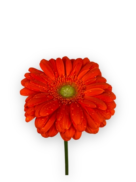 Gerbera