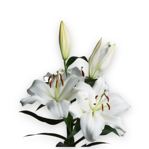 Lilies