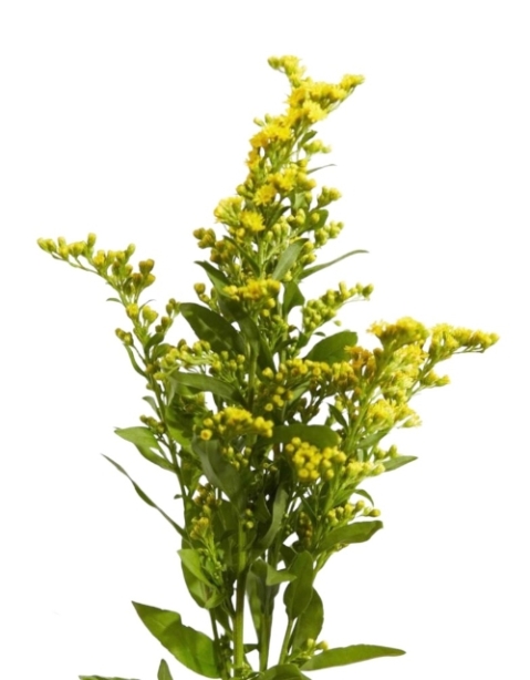 Solidago